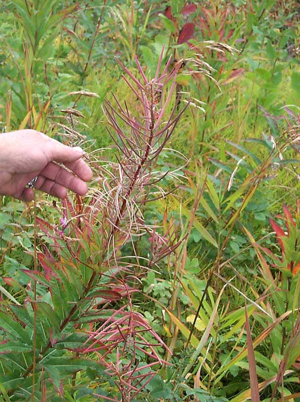 DC 21 - Fireweed Seed Pods - Late - 113989