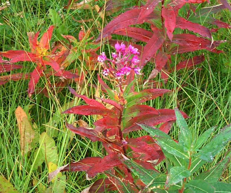 DC 140 - Trutch Mountain - Fireweed Blossoms- 123077