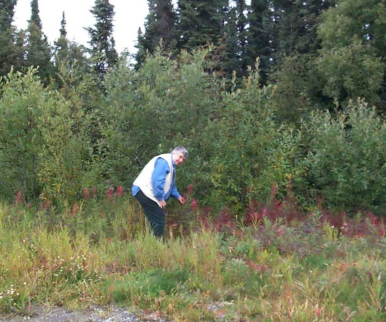 DC 140 - Trutch Mountain - Carolyn with Fireweed - 101714